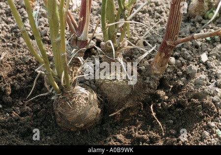 Parsley, Turnip-rooted Parsley  (Petroselinum crispum ssp. tuberosum), detail of the storage roots Stock Photo