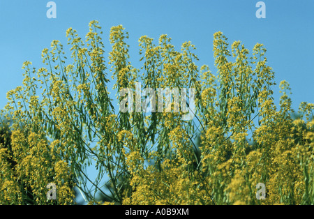 dryer's woad (Isatis tinctoria), blooming Stock Photo