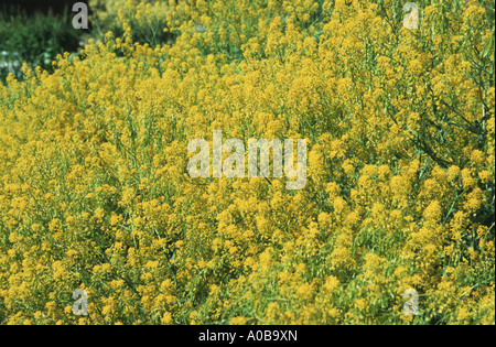 dryer's woad (Isatis tinctoria), blooming Stock Photo