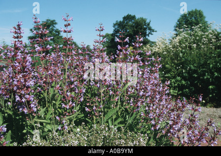 common sage, kitchen sage (Salvia officinalis), blooming Stock Photo