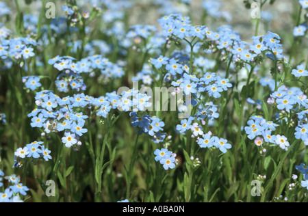 water forget-me-not (Myosotis palustris), blooming Stock Photo