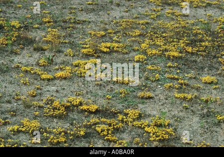 common stonecrop, biting stonecrop, mossy stonecrop, wall-pepper, gold-moss (Sedum acre), on dry meadw Stock Photo