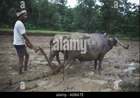 Puddling Rice Field Cultivating a flooded paddy with a water buffalo and metal harrow or ...