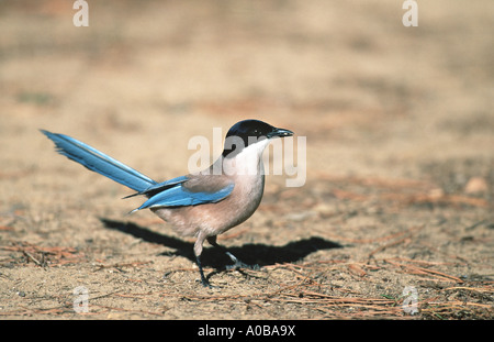 azure-winged magpie (Cyanopica cyana), sitting on the ground, Spain Stock Photo