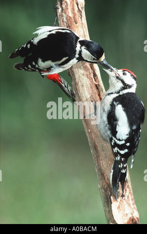 great spotted woodpecker (Picoides major, Dendrocopos major), female feeding young Stock Photo