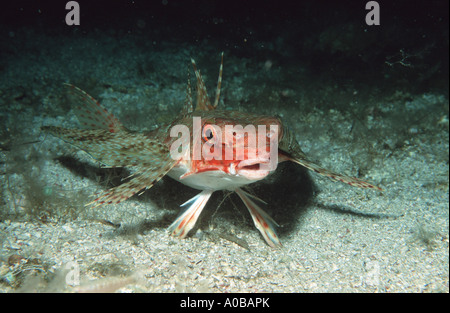 flying gurnard (Dactylopterus volitans), on the ground, Spain Stock Photo