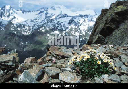 glacier crowfoot (Ranunculus glacialis), with glacier covered mountains in the background, Italy Stock Photo