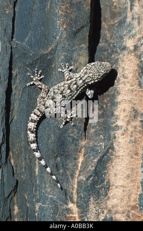 common wall gecko, Moorish gecko (Tarentola mauritanica), on trunk, Spain Stock Photo