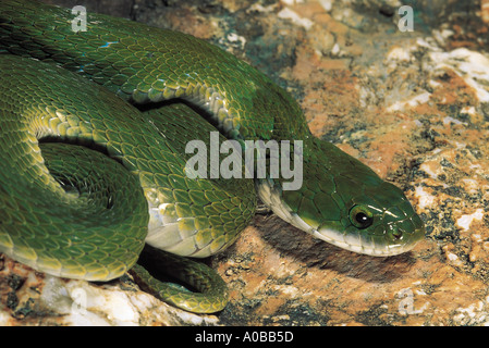 GREEN KEELBACK Macropisthodon plumbicolor Non-venomous Uncommon Matheran, Raighad District, Maharashtra, INDIA Stock Photo