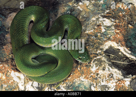 GREEN KEELBACK Macropisthodon plumbicolor Non-venomous Uncommon Matheran, Raighad District, Maharashtra, INDIA Stock Photo