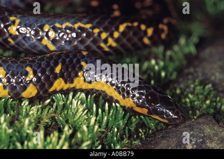 Uropeltis Macrolepis Shieldtail snake The head of this snake is adapted for burrowing Non venomous Maharashtra India Stock Photo