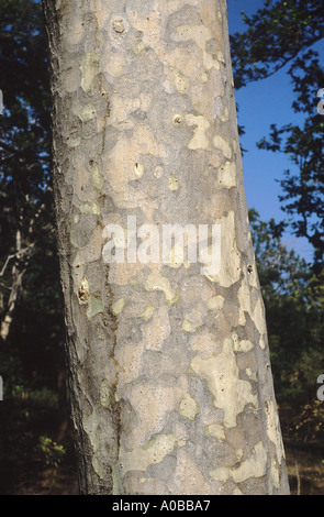 Bark Anogeissus Latifolia Family Combretaceae Stock Photo