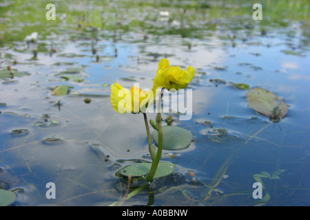 western bladderwort (Utricularia australis), blooming in a heathland pond, Germany, North Rhine-Westphalia, Hohe Mark Stock Photo