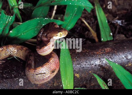BEDOME'S CAT SNAKE. Boiga beddomei. Mildly Venomous, Common. A juvenile Beddome s cat snake about to strike Stock Photo