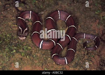 WHITE BARRED KUKRI SNAKE  Oligodon albocinctus. Ladder-backed Kukri snake. Non venomous. Uncommon Arunachal Pradesh, India Stock Photo