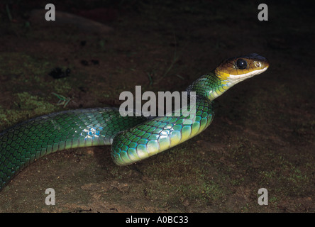 GREEN RAT SNAKE Coluber Nigromarginatus Non venomous Uncommon. Few photos exist of this species Arunachal Pradesh India Stock Photo