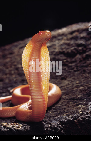 SPECTACLED COBRA. Naja naja. Venomous, common. Albino Cobra . Katraj Snake Park  Pune Maharashtra India Stock Photo