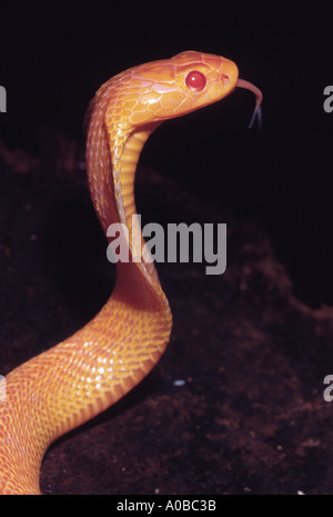 SPECTACLED COBRA. Naja naja. Venomous, common. Albino Cobra . Katraj Snake Park Pune Maharashtra India Stock Photo