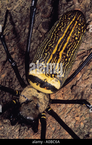 GIANT WOOD SPIDER, Nephila sp., Karnataka, India Stock Photo