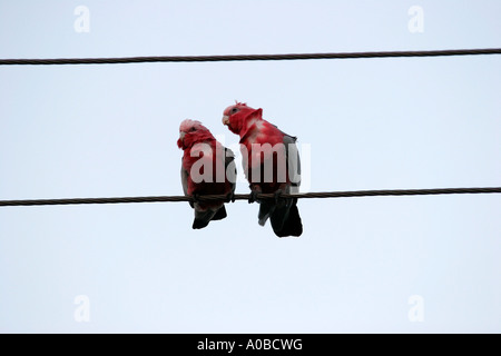 Galahs resting on a telephone wire, Bussleton Western Australia. Stock Photo