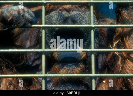 Male Orangutan in Jersey Zoo Stock Photo