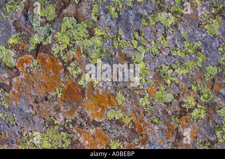 Crustose Lichens on a slate rock, Eden Valley, Cumbria, England Stock Photo