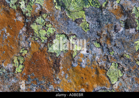 Crustose Lichens on a slate rock, Eden Valley, Cumbria, England Stock Photo
