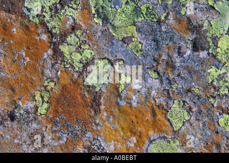Crustose Lichens on a slate rock, Eden Valley, Cumbria, England Stock Photo