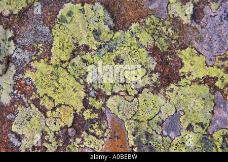 Crustose Lichens on a slate rock, Eden Valley, Cumbria, England Stock Photo