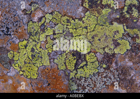 Crustose Lichens on a slate rock, Eden Valley, Cumbria, England Stock Photo