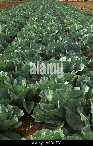 Cabbage patch in Cyprus Brassica Oleracea Stock Photo
