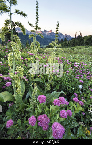 Tatoosh Range above meadow full of subalpine rosy spiraea Edith Creek Mount Rainier National Park Pierce County Washington USA Stock Photo