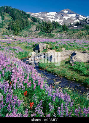 Lupines and small stream with North Sister Mountain Three Sisters Wilderness Oregon Stock Photo