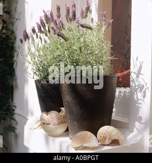 Lavender pots on windowsill with seashells Stock Photo