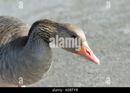 Western Greylag Anser Anser in latin in its natural habitat by a lake outside Oslo in Norway Stock Photo