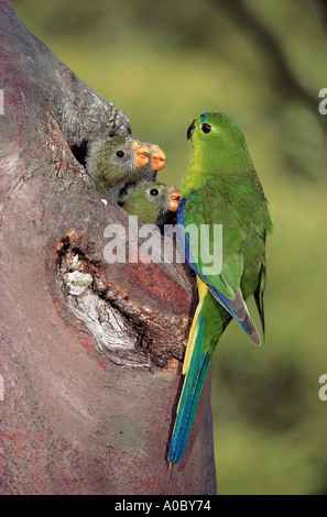 Orange bellied Parrot Neophema chrysogaster Male feeding chicks at nest South West Tasmania First photo taken at nest in wild Stock Photo