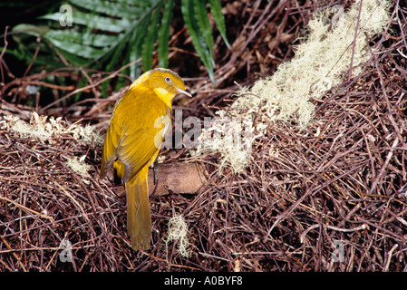 GOLDEN BOWERBIRD Prionodura newtoniana Adult male at bower northern Queensland Australia Stock Photo