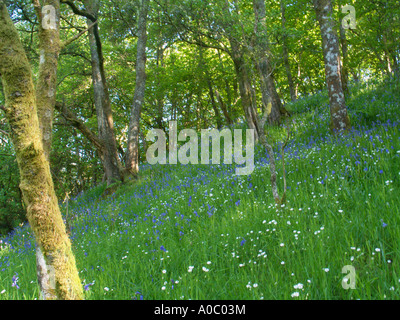 Bluebell wood Bala Gwynedd North Wales Stock Photo