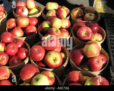 Stock image of a basket of apples at a farmers market in Fredericton New Brunswick Canada Stock Photo
