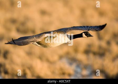 Bosque del Apache - New Mexico - USA Canada goose at sunset Bernache du Canada Oie Branta canadensis Stock Photo