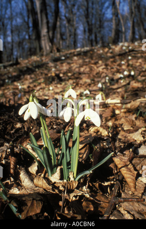 Snowdrops in the small carpathian mountains Slovakia Stock Photo