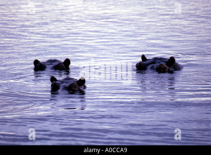 Three hippos in water Chobe NP Botswana Stock Photo