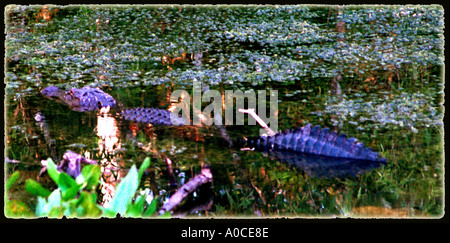 alligator everglades national park Florida everglades, spotted gar alligators, reptiles, protected predators, danger, Stock Photo