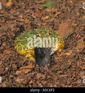 Argentine horned frog Ceratophrys ornata swallowing Mouse Stock Photo
