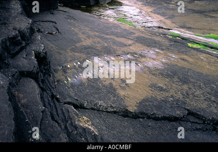 400 million year old fossil footprints of very early amphibian in Devonian slate on Valentia Island, County Kerry, Ireland. Stock Photo