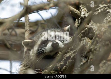Raccoon in cotonwood tree Lower Klamath Lake National Wildlife Refuge California Stock Photo