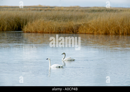 Trumopeter Swans in pond Klamath Lake National Wildlife Refuge California Stock Photo