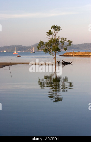 Tree Reflected in Water Pulau Langkawi Malaysia Stock Photo