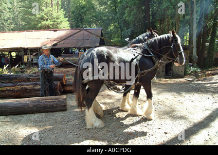 Two draft horses are about to be hitched up to drag a redwood log to a saw mill in Occidental California Stock Photo
