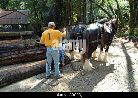 Two draft horses are about to be hitched up to a yoke to drag a redwood log to a saw mill in Occidental California Stock Photo